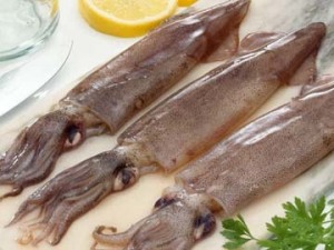 fresh squid